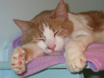 an orange and white cat lies hppily on a towel rack